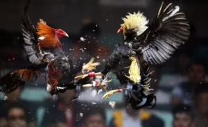 Hướng Dẫn Cách Chơi Đá Gà Sabong Tại W388 Thắng Lớn Mỗi Ngày